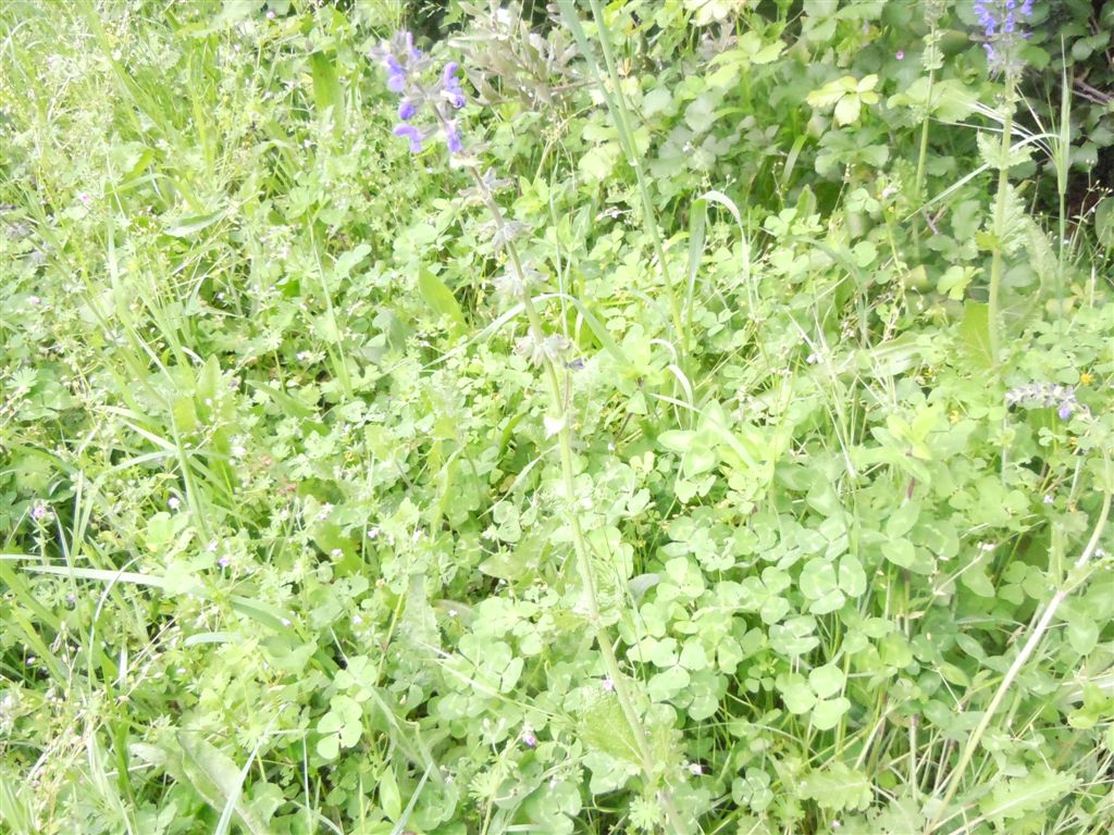 Salvia pratensis?